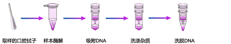 口腔拭子基因组DNA提取