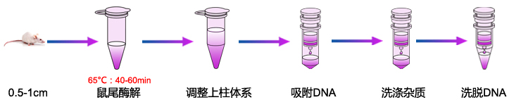 鼠尾基因组DNA提取-1