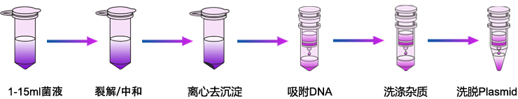 质粒提取